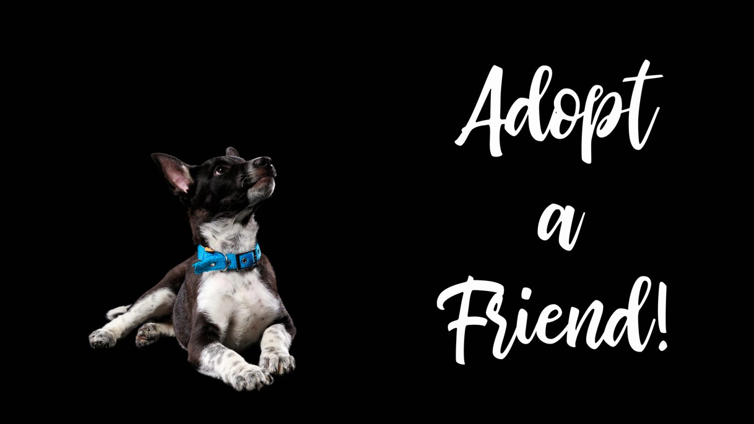 adopt-a-pet-pawesome-village-rescue